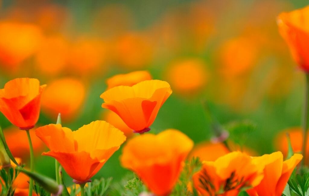 bright orange california Poppies on a green meadow