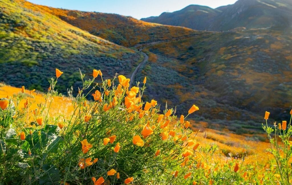 Foreground a bushel of orange California Poppies and in the background rolling hills covered with bright orange, yellow, and purple California Wildflowers at Walker Canyon at Lake Elsinore