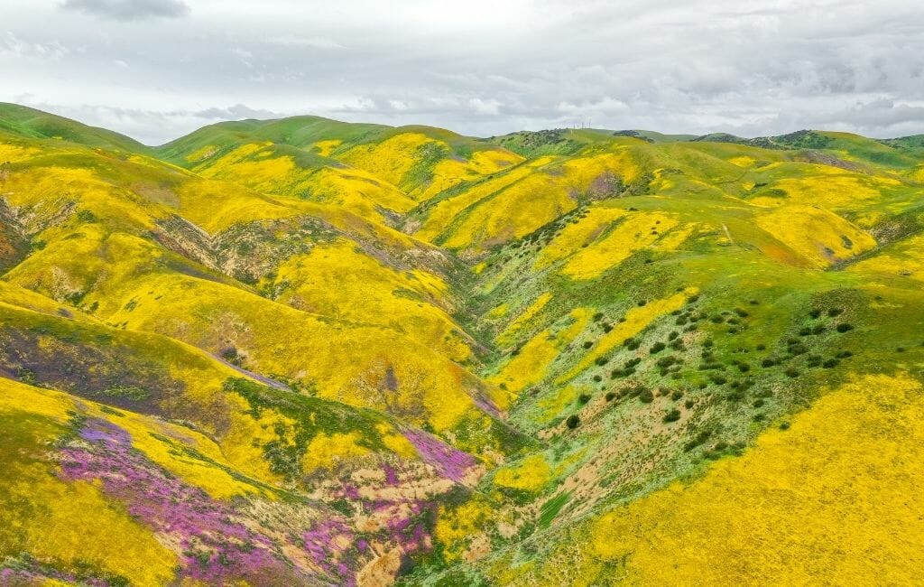 Rolling hills with large patches of yellow bush daisies and purple wildflowers during California Superbloom at Carrizo Plains