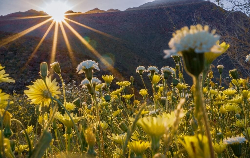 Yellow Desert Dandelions Wildflowers with sun breaking over the mountains at Anza Borrego State Park during Wildflower season