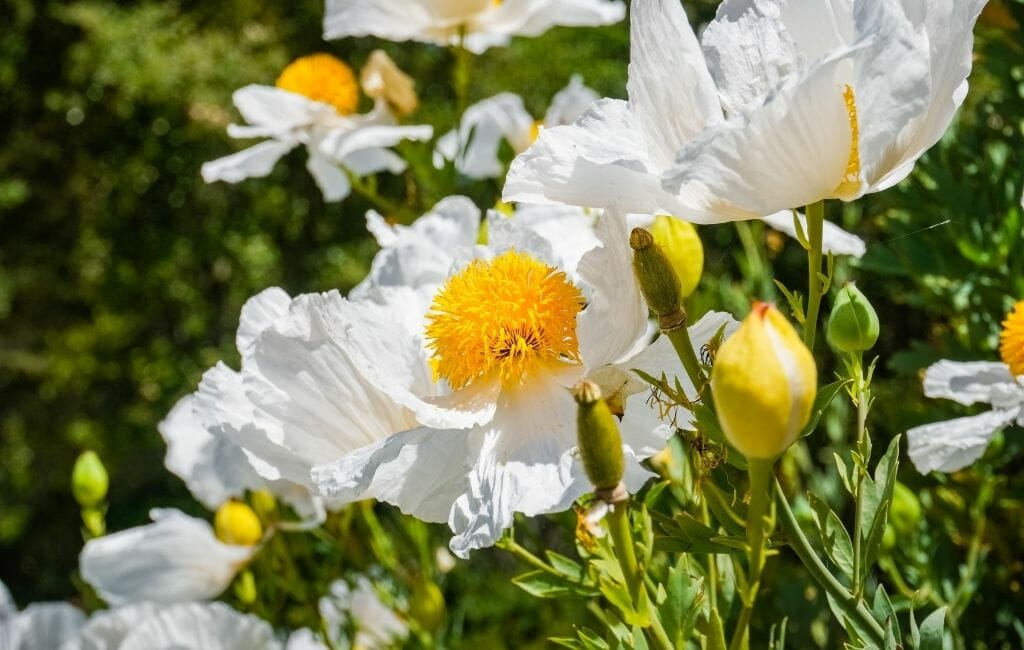 Matilija Poppy- Large white thin paper-like pedals and yellow disk with pollen