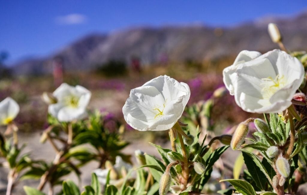 white dune primrose with desert mountains in the background 