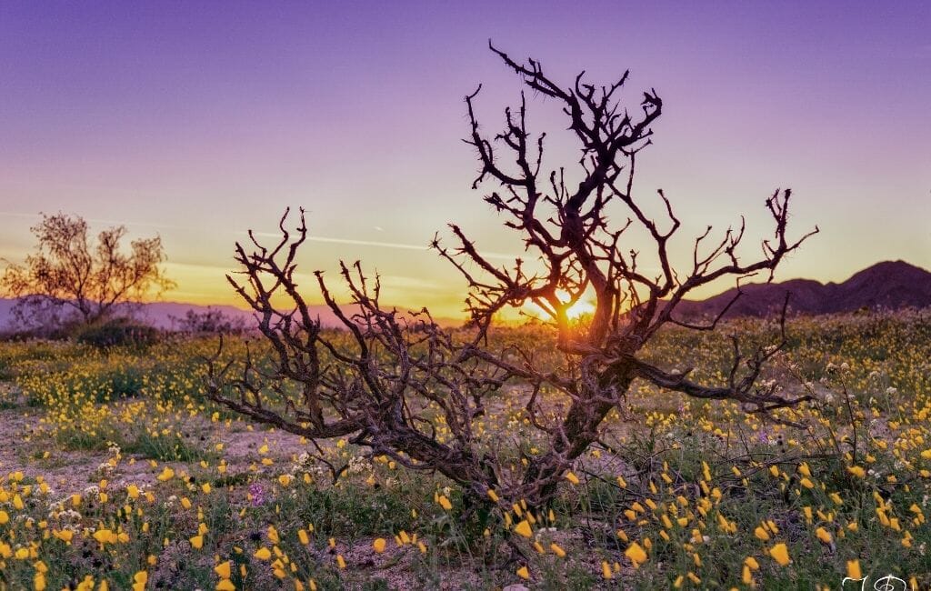 Dead branches in a field of California Wildflowers during sunrise with purple sky at Joshua Tree National Park