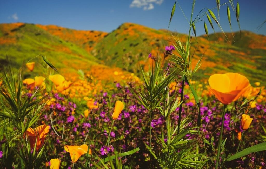 fields of California Poppies and small purple flowers during California Superbloom - Where to see California Wildflowers