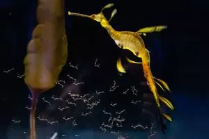 Birch Aquarium welcomes baby Weedy Seadragons ,SDNEWS staff