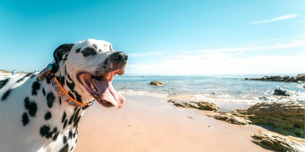 Black and white dotted Dalmatian dog in the bottom left corner of the photo with dog beach in the background