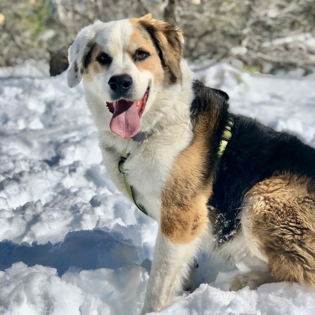 A large black, brown and white dog sitting in the snow in San Diego 