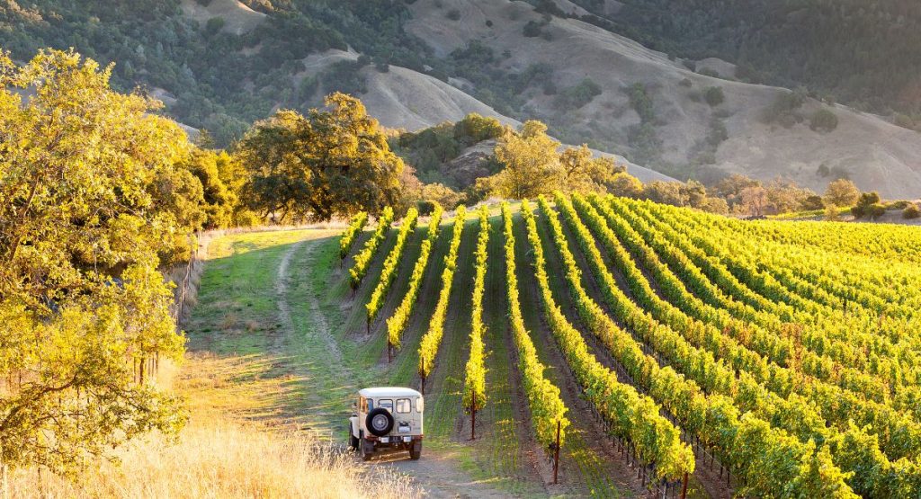 Land Rover driving through hilly vineyards with mountain in background. Sonoma County, California.