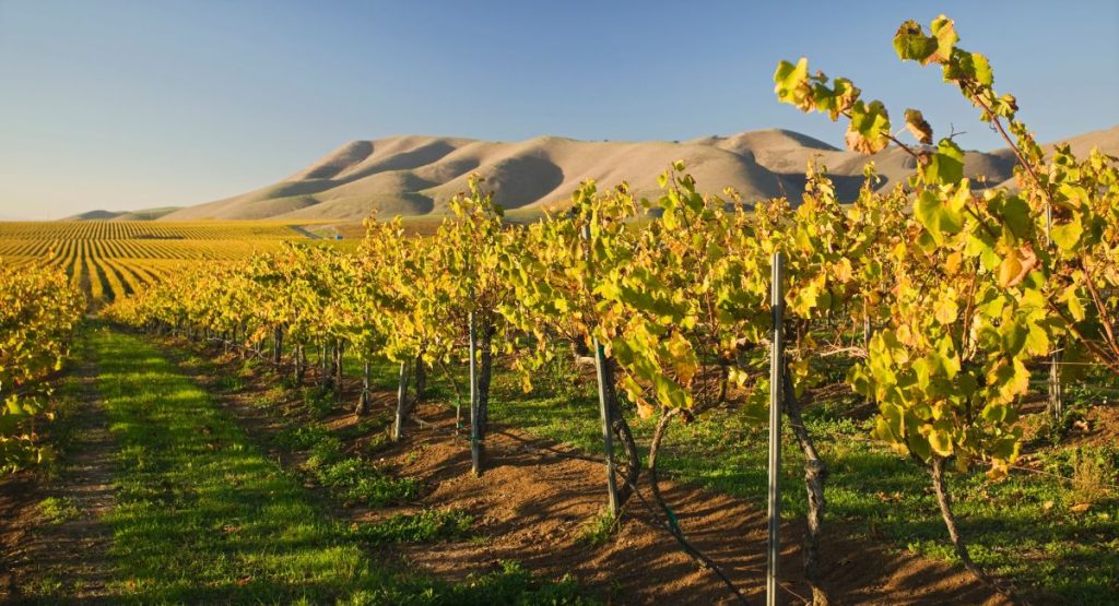 Grapes growing in vineyard with mountain views in background. Santa Maria, California.