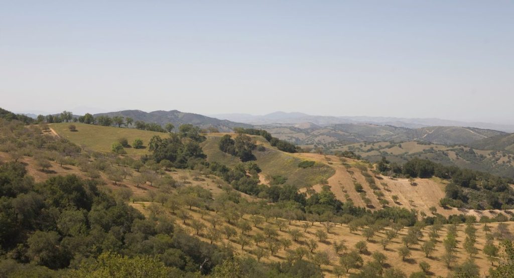 Rolling countryside with green trees and open meadows on hazy summer day. Paso Robles, California wine regions.