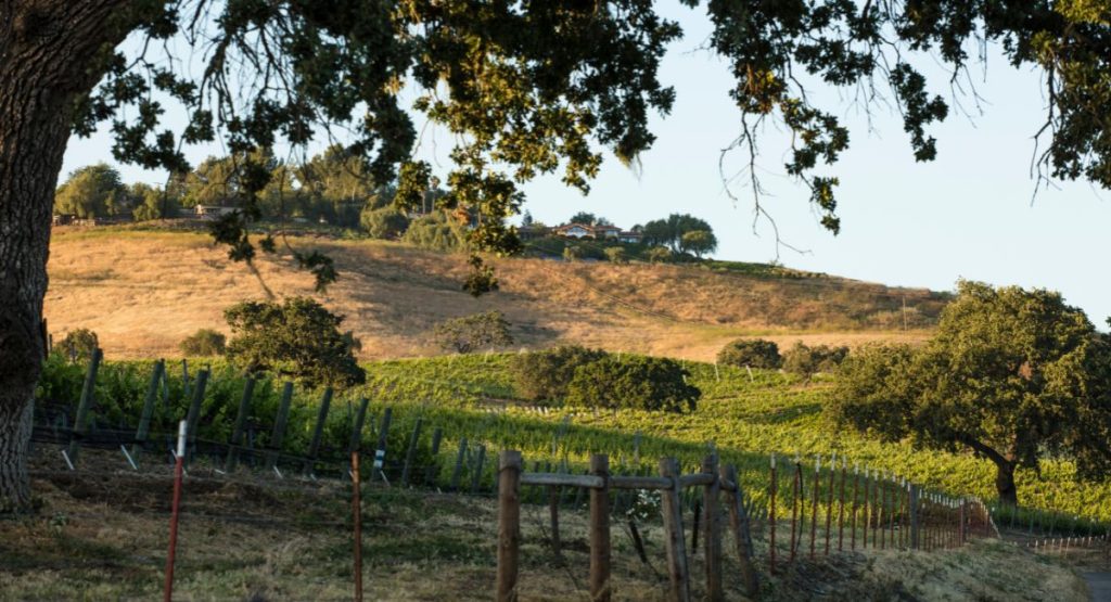 Trees growing amid grapes in hilly vineyard. Santa Ynez, California.