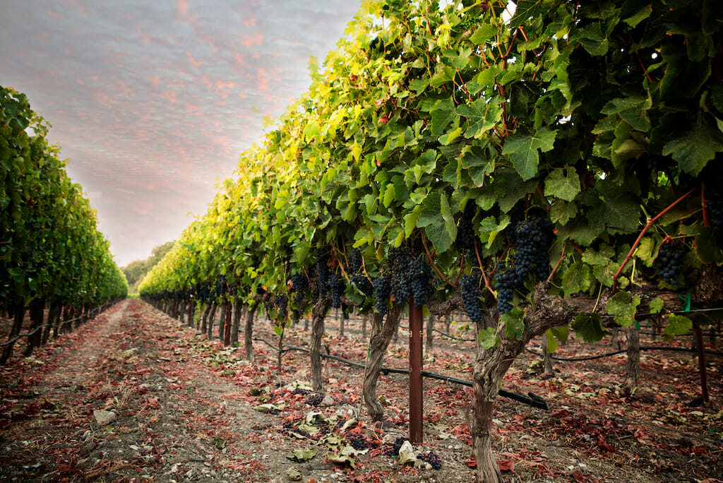 Grapes hang on the vine just before harvest. Paso Robles, California.