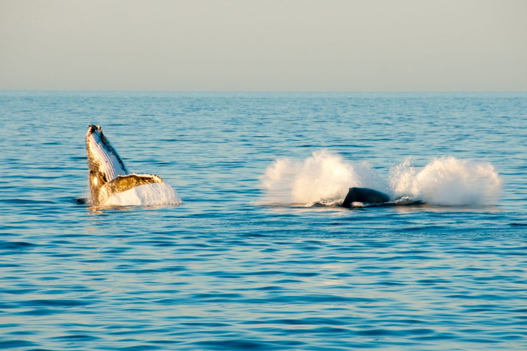 2 Humpback whales breaching the surface