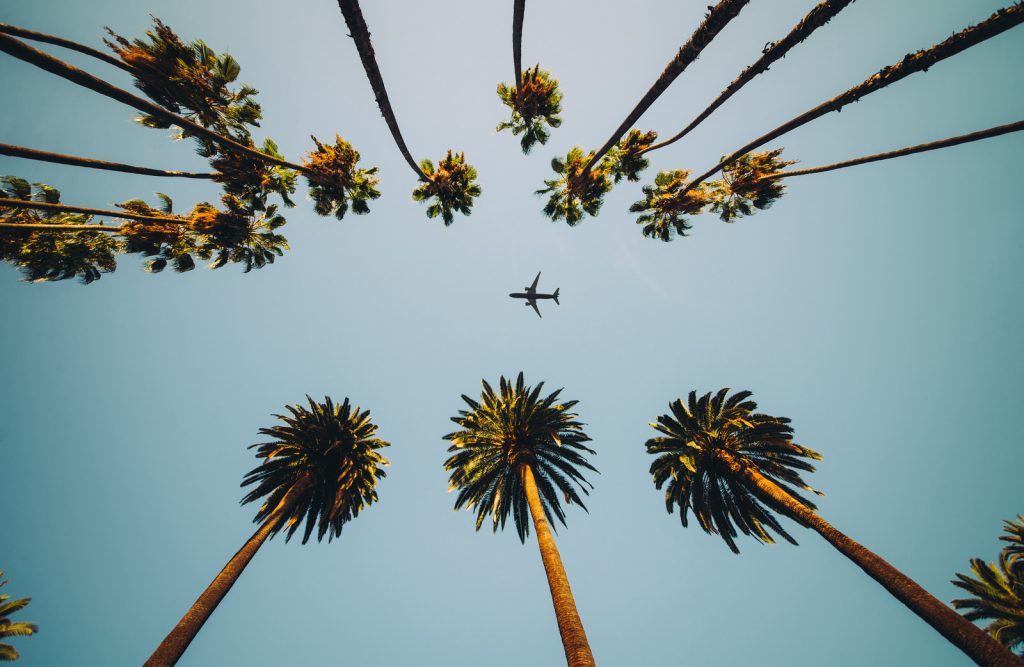 palm trees shot from the ground with an airplane flying between them