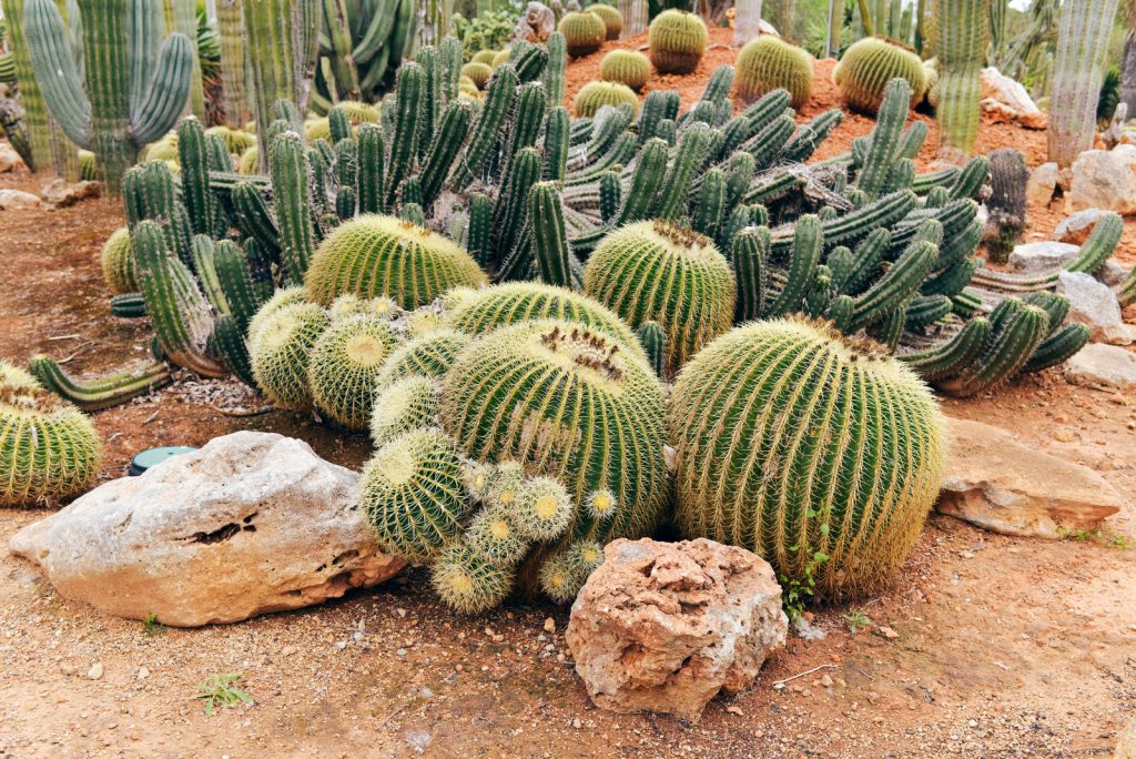 A variety of cacti on red desert soil