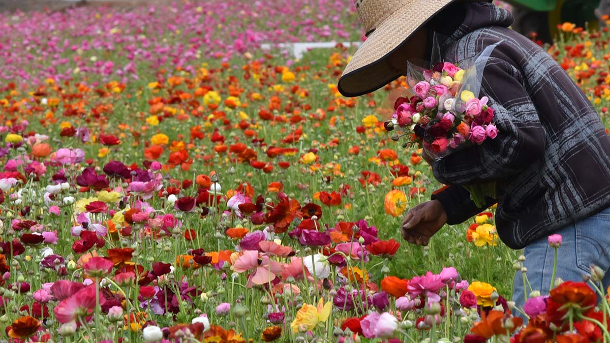 The Flower Fields at Carlsbad Ranch. Photo by Chris Stone