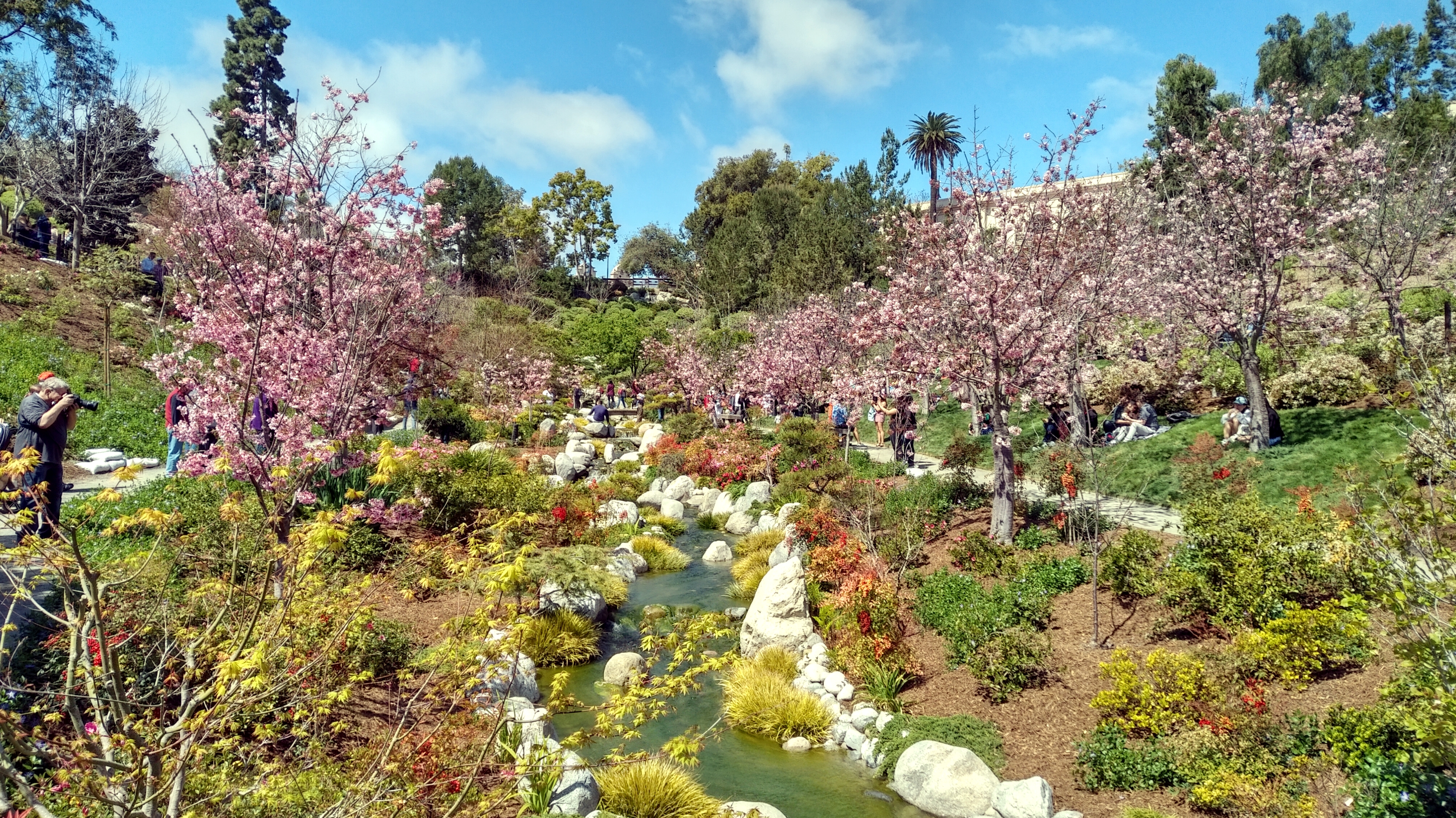 Cherry Blossom Festival