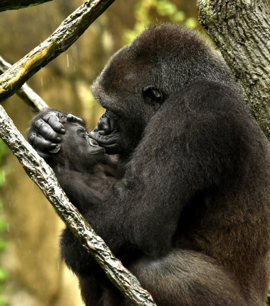 Mama gorilla kissing her baby in their exhibit surrounded by branches