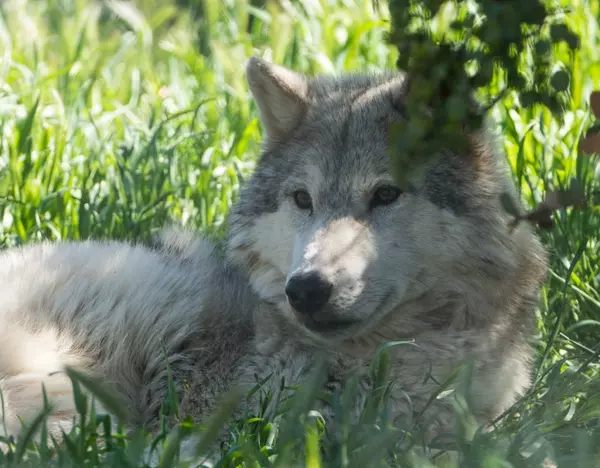 California Wolf Center in Julian &#8211; A Great Sustainable Animal Encounter,Maria Haase