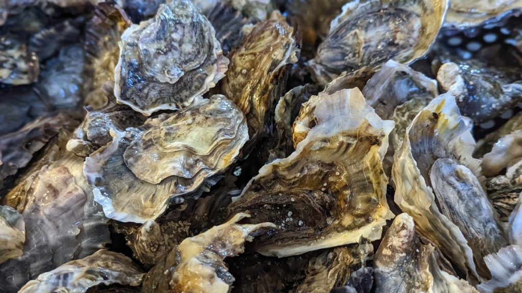 Oysters in water at oyster farm. Carlsbad Aquafarms.