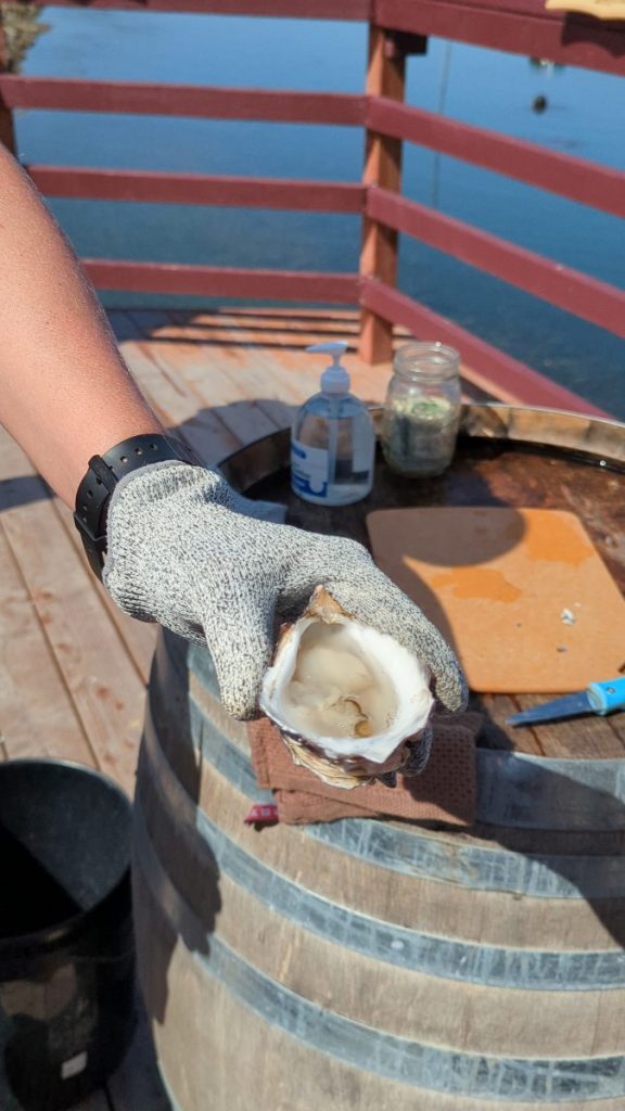 Woman showing freshly cut oyster shell on sunny day outside. Carlsbad Aquafarms.