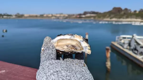 Carlsbad Aquafarms &#8211; Get The Freshest Oysters in the City,Maria Haase