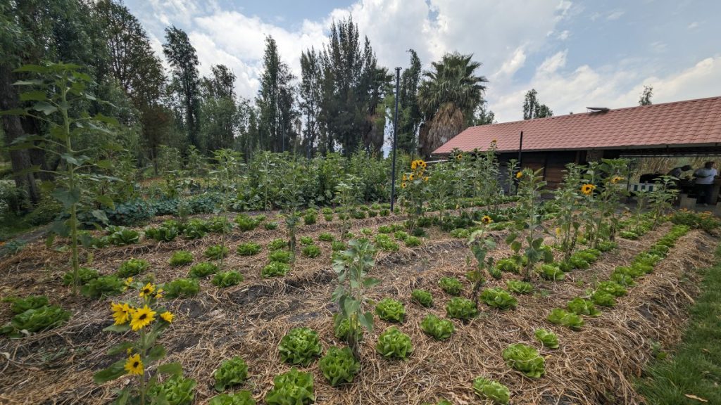 organic floating farm at Xochimilco