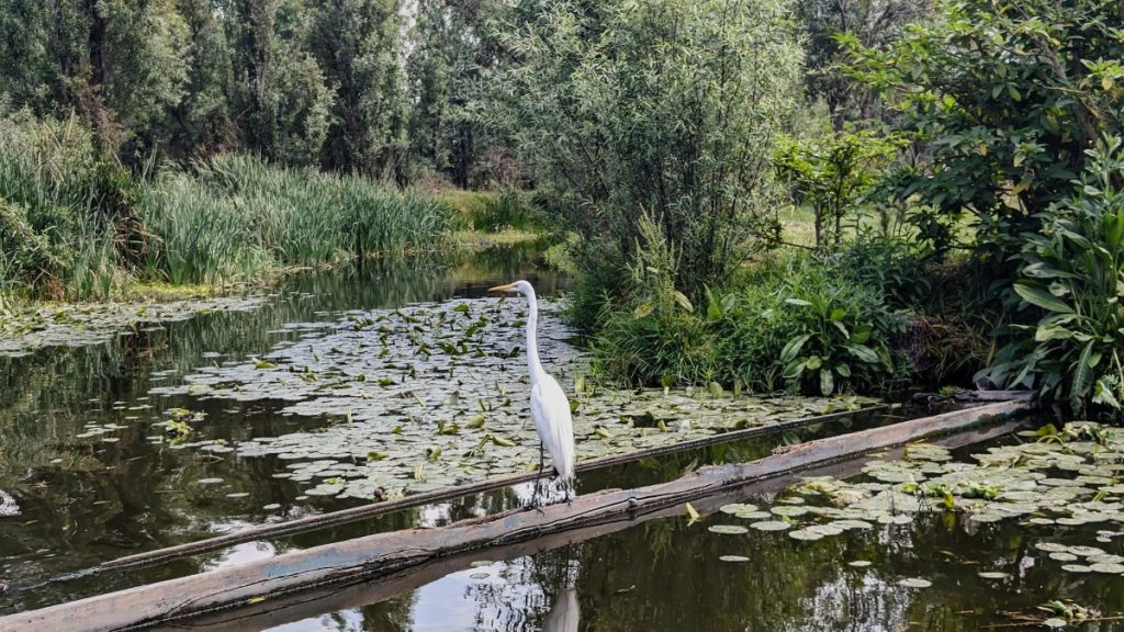 Heron sitting by the banks of the canals at Xochimilco