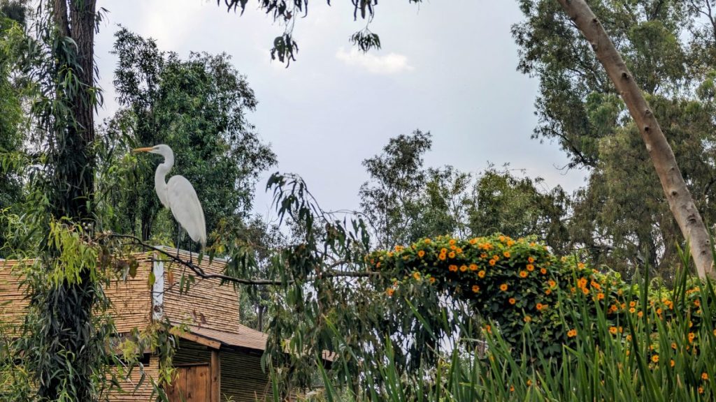 Heron sitting by the banks of the canals at Xochimilco