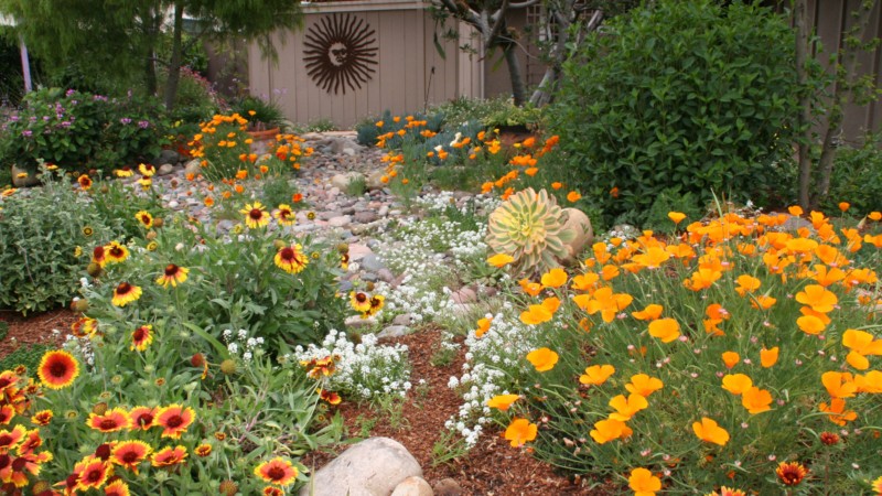 Native California plants