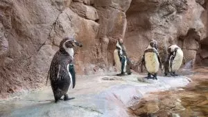 Humboldt penguins on exhibit for first time at SeaWorld,SDNEWS staff