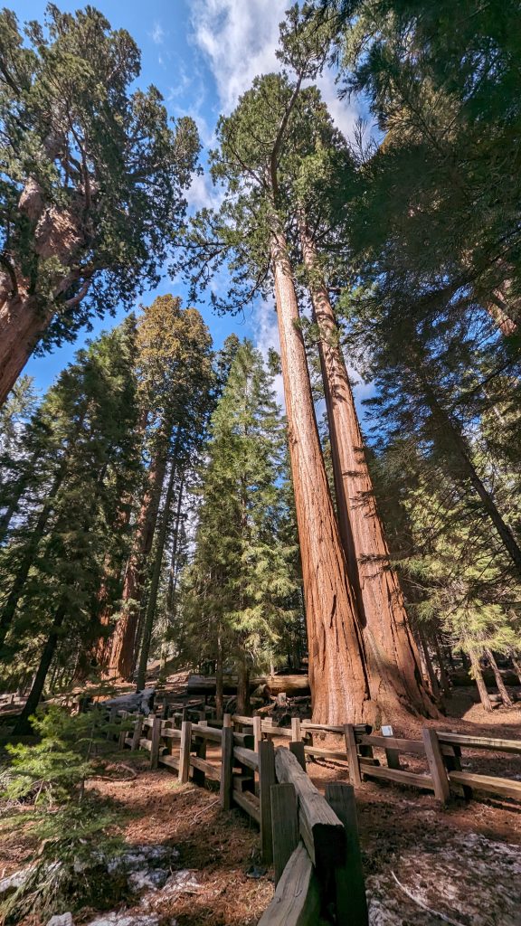 Giant Redwoods in Sequoia National Park