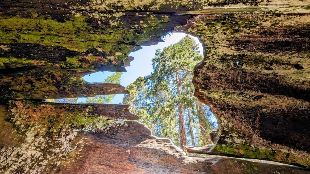 looking through hole in big tree trunk with view of more giant redwood trees