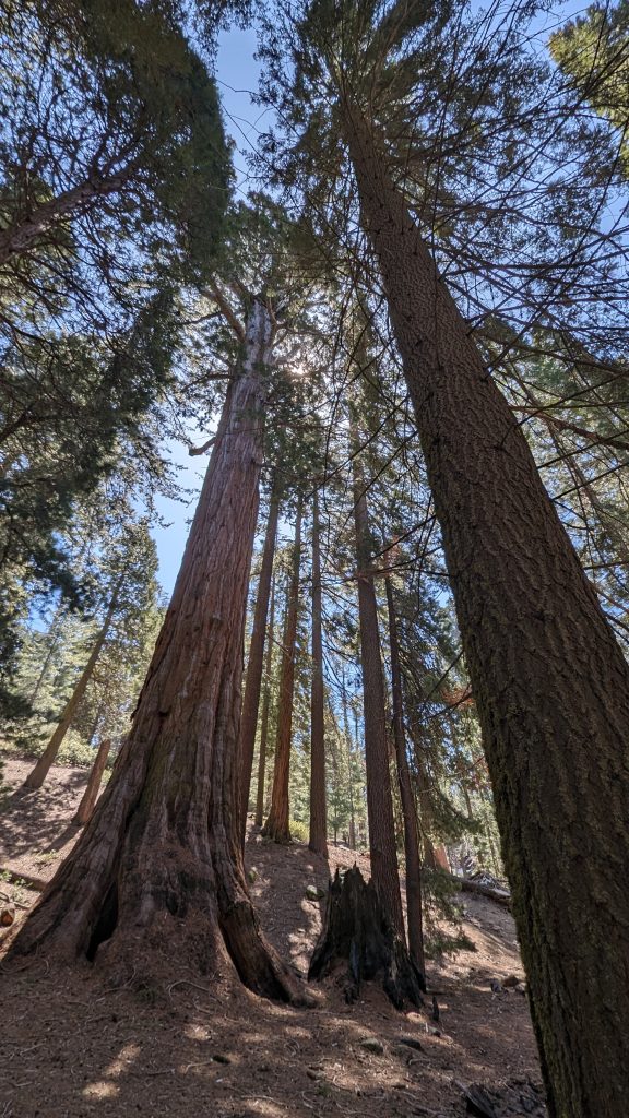 giant trees in Kings Canyon National Park