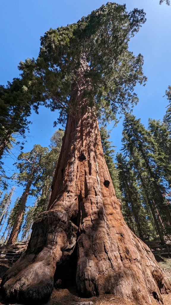 giant redwood tree in Kings Canyon National Park