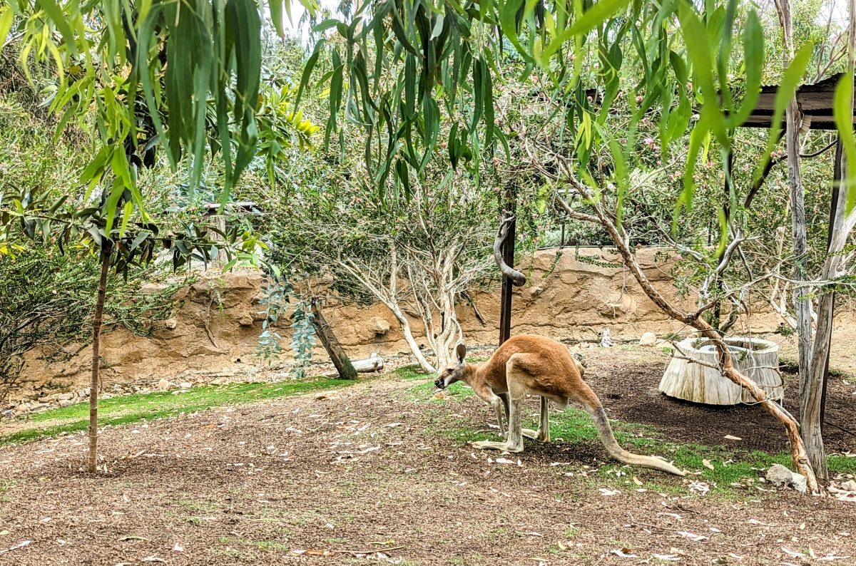 Kangaroo at Walkabout Australia