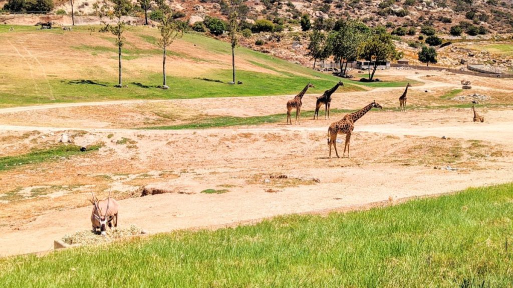 Giraffes at San Diego Safari Park