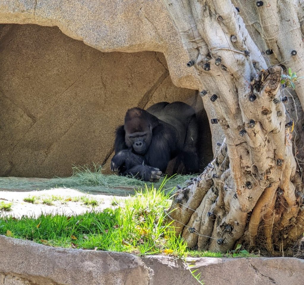 Gorilla at San Diego Safari Park