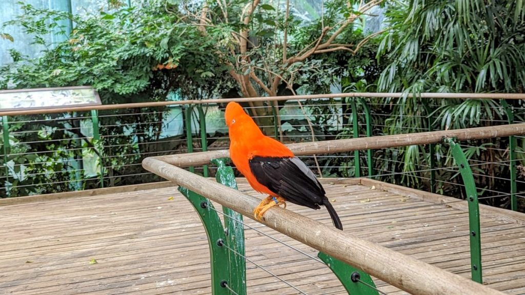 Bright orange and black bird in Aviary at San Diego Safari Park