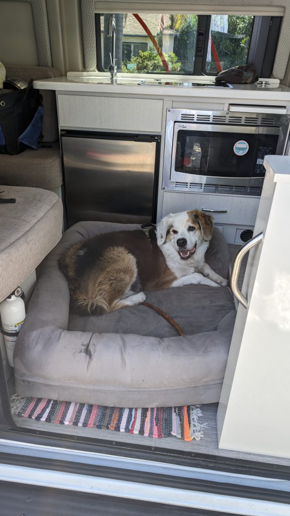 Robby on his dog bed in the campervan