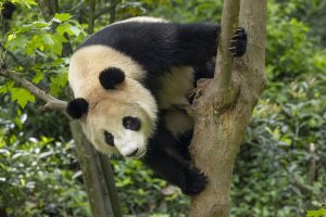 xin bao 02