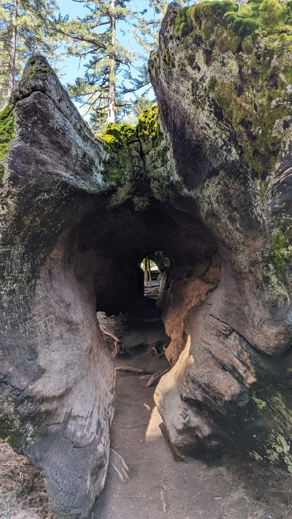 Tree trunk in Kings Canyon National Park tall enough to walk through