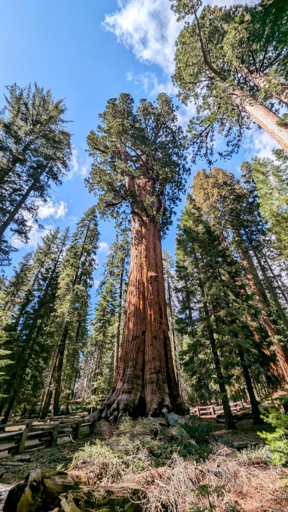 Large Redwood tree in Sequoia National Park