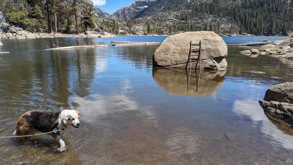 Robby in the water at Ridgecrest Lake