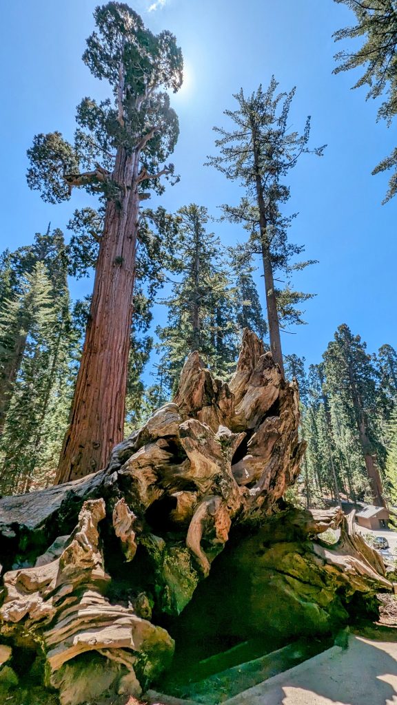 Tree root in Kings Canyon National Park