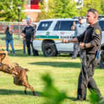 K9 bite demonstration at the annual National Night Out at Austin Peay State University's Fortera Stadium parking lot on August 6, 2024. (Wesley Irvin)