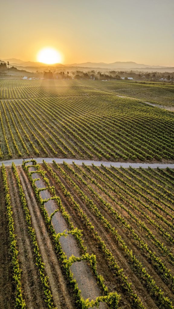 view over vineyards during Hot Air Balloon Temecula Ride at sunrise