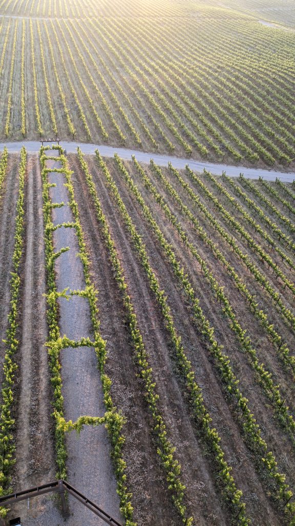 view over vineyards during Hot Air Balloon Temecula Ride at sunrise