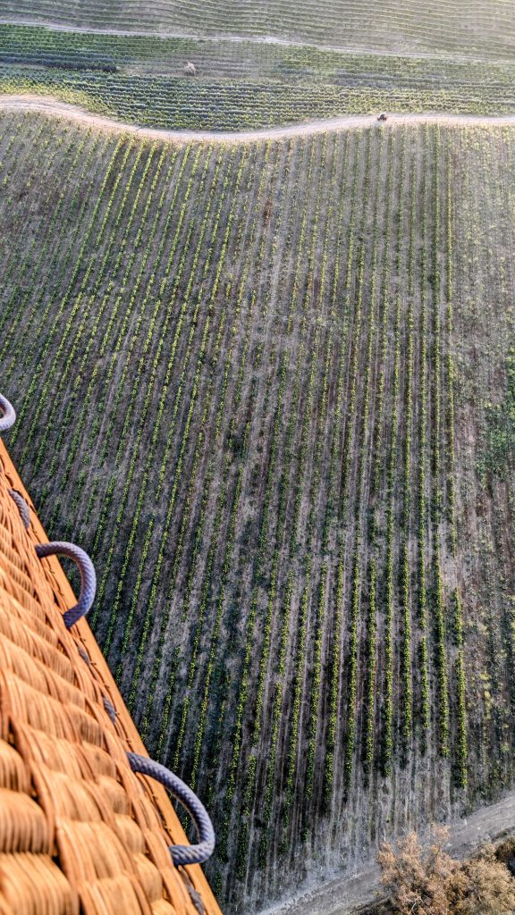 view over vineyards during Hot Air Balloon Temecula Ride at sunrise