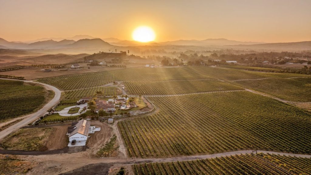 view over vineyards during Hot Air Balloon Temecula Ride at sunrise